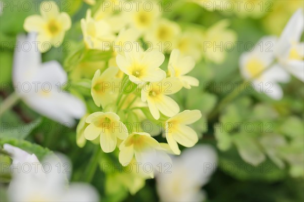 Vertraeumte Nahaufnahme von bluehenden Schluesselblumen und Buschwindroeschen im Wald