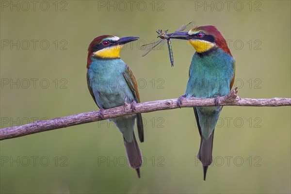 Bee-eater