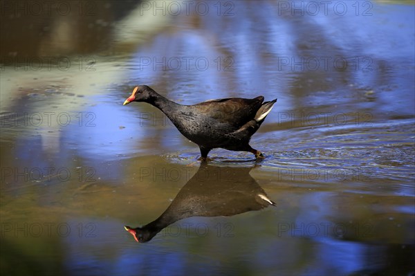 Dusky moorhen