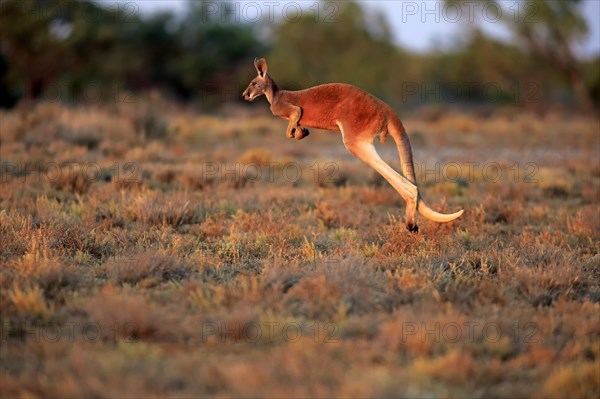 Red kangaroo