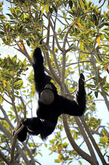 Siamang