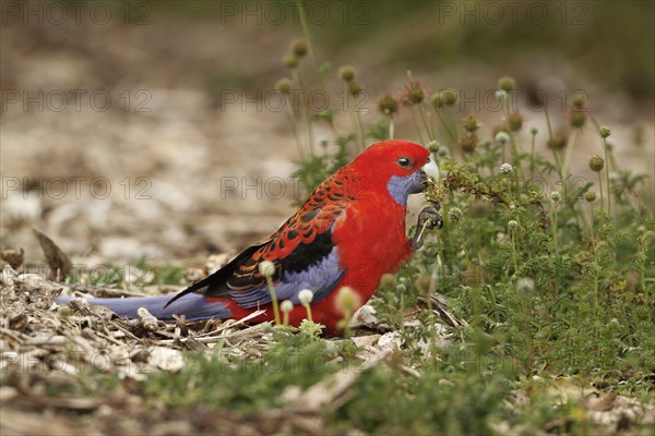 Crimson crimson rosella