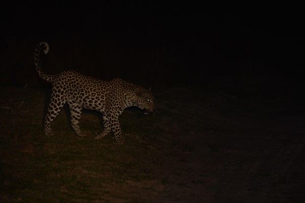 African Leopard