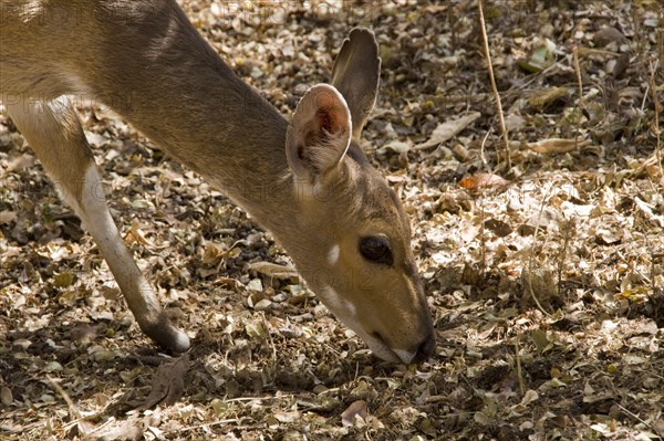 Shirring Antelope