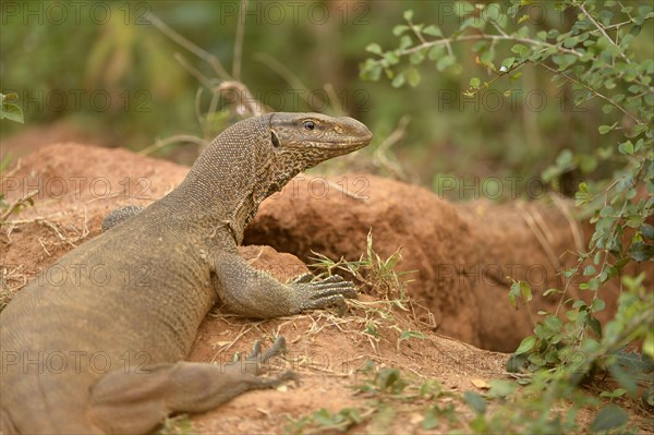 Bengal monitor