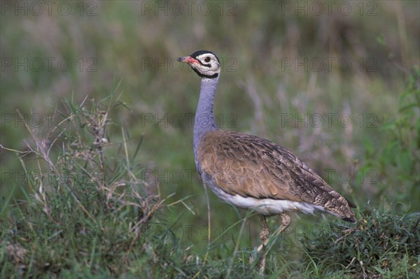 White-bellied bustard