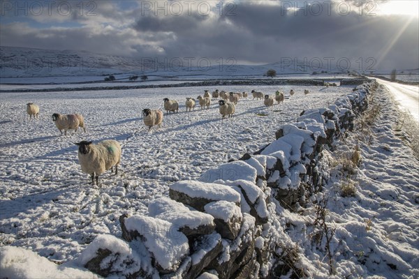 Domestic sheep