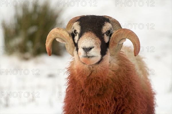 Domestic sheep