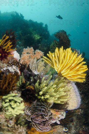 View of tropical reef habitat with crinoids