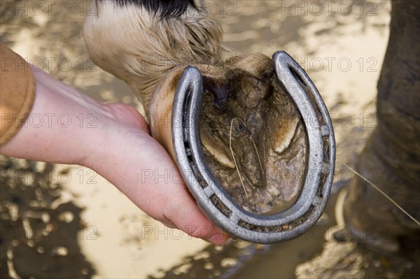 Horse hoof control