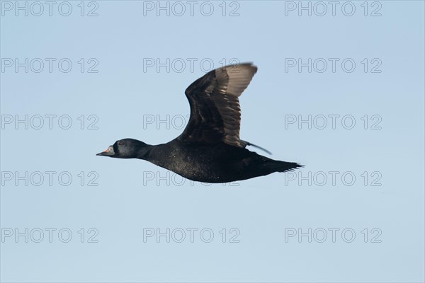 Common scoter