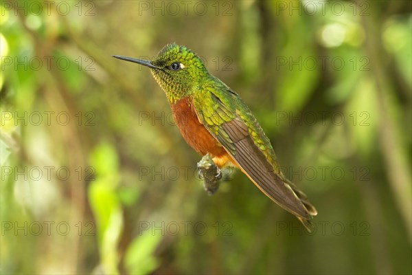 Chestnut-breasted Coronet