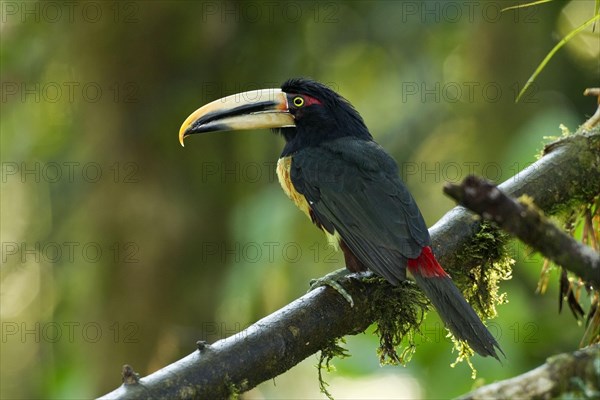 Pale-mandibled Aracari