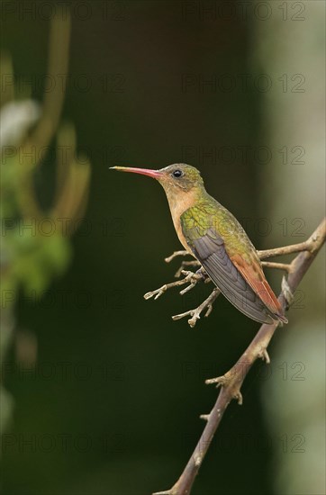 Cinnamon Hummingbird