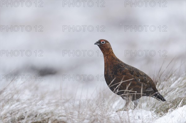 Red Grouse