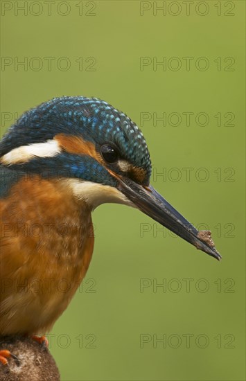 Common Kingfisher