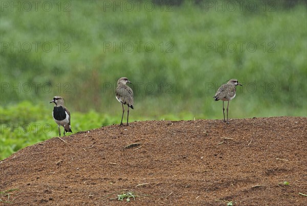 Southern Lapwing