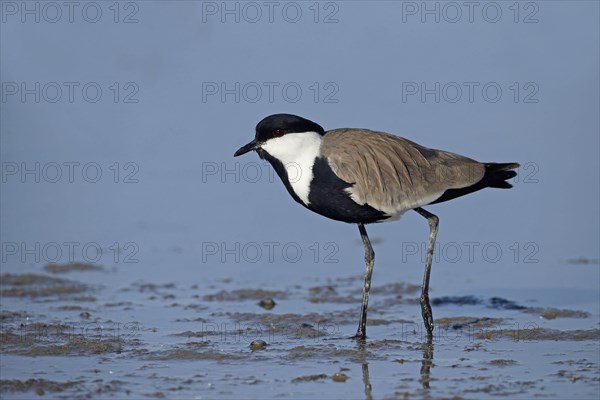 Spur-winged Lapwing