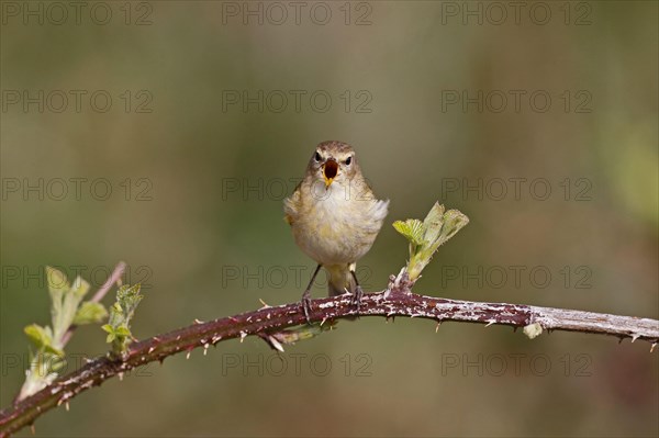 Eurasian Chiffchaff