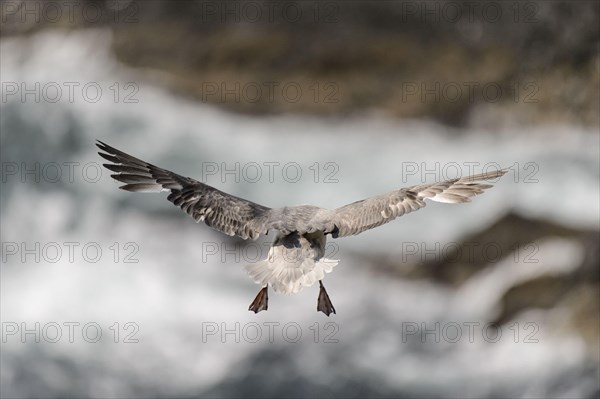 Northern northern fulmar