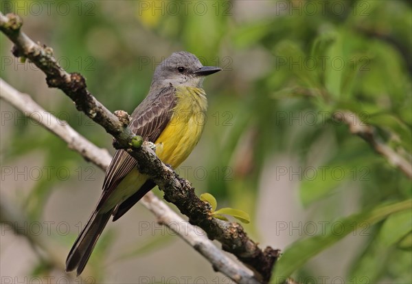 Tropical kingbird