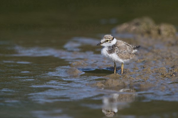 Little Ringed Plover