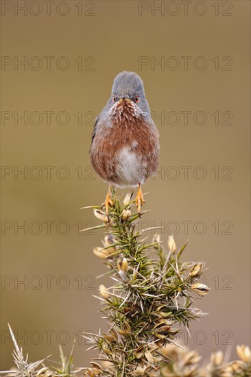 Provence Warbler