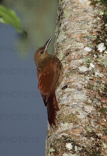 Northern Barred-woodcreeper