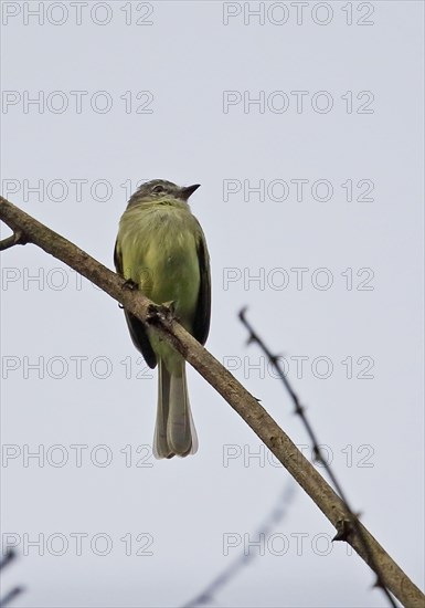 Forest Elaenia