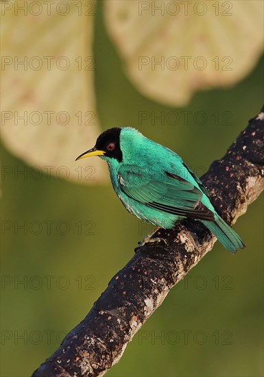 Green Honeycreeper