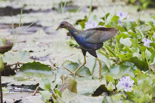 Purple Gallinule