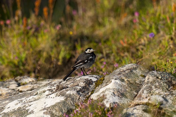 Pied Wagtail