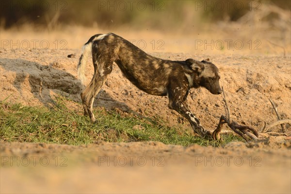 African Wild Dog