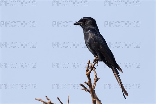 Fork-tailed Drongo