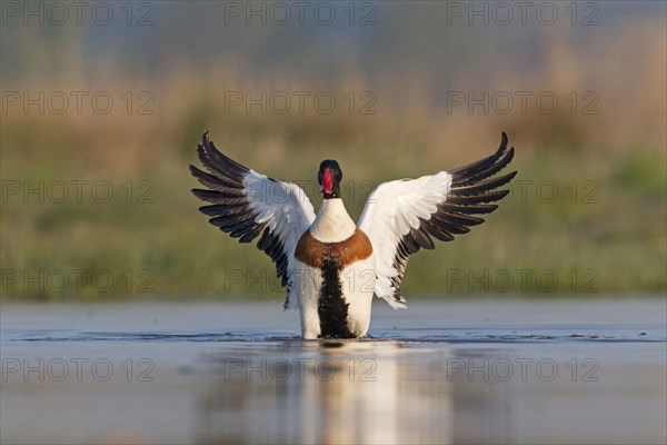 Common Shelduck