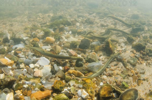 Brook Lamprey