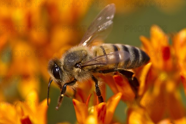 Western Honey Bee