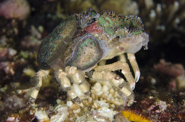 Decorator spider crab