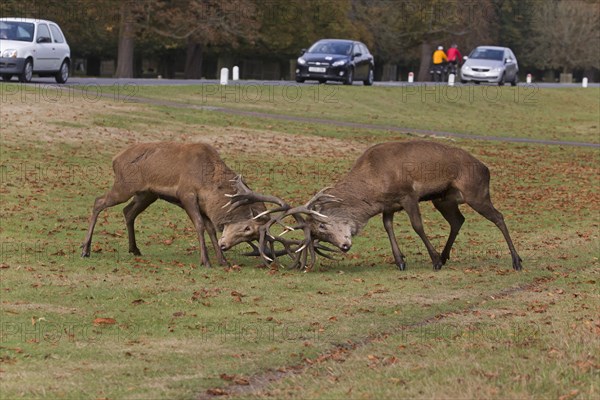 Red Deer