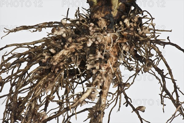 Root nodules for nitrogen fixation by Rhizobium bacteria