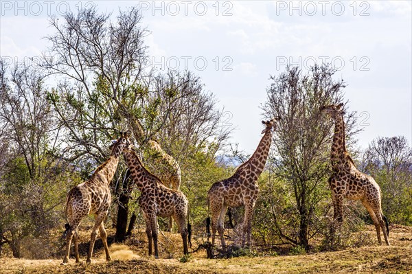 Giraffes