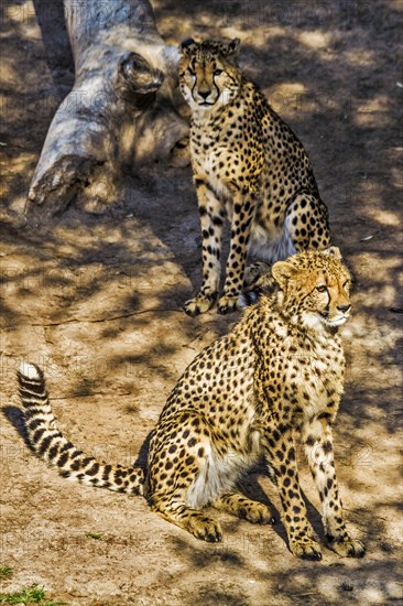 Cheetahs