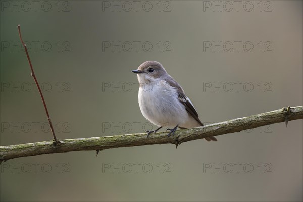 Spotted Flycatcher