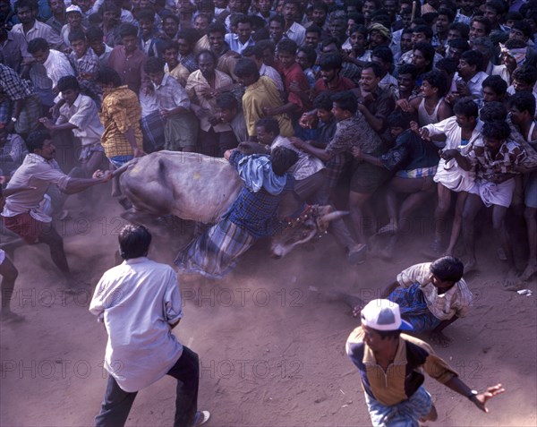 Jallikattu