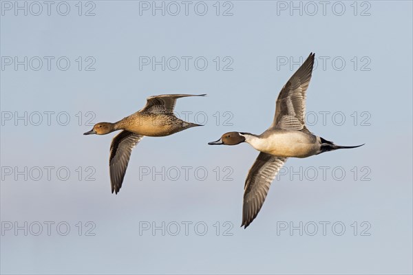 Northern pintail