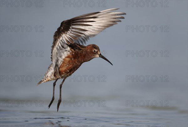 Curlew sandpiper