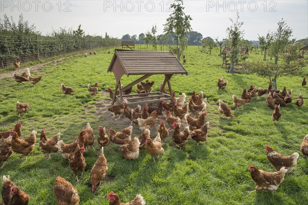 Domestic chickens