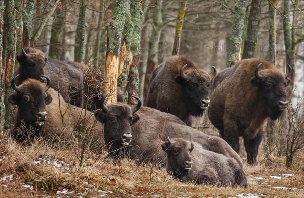 European bison