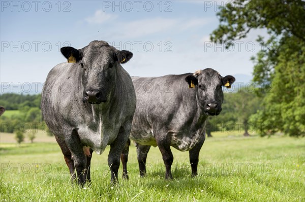 Domestic cattle