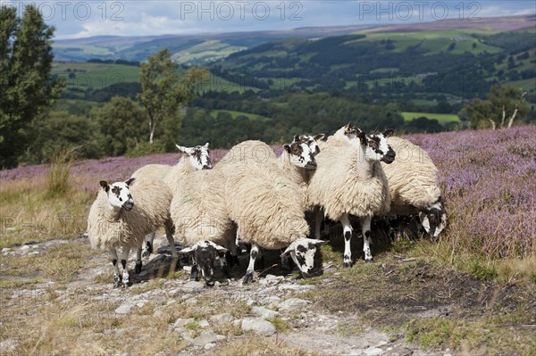 Domestic Sheep